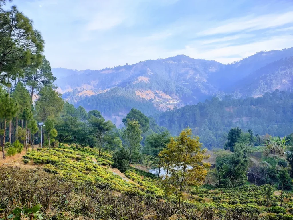 Kausani Tea Estates