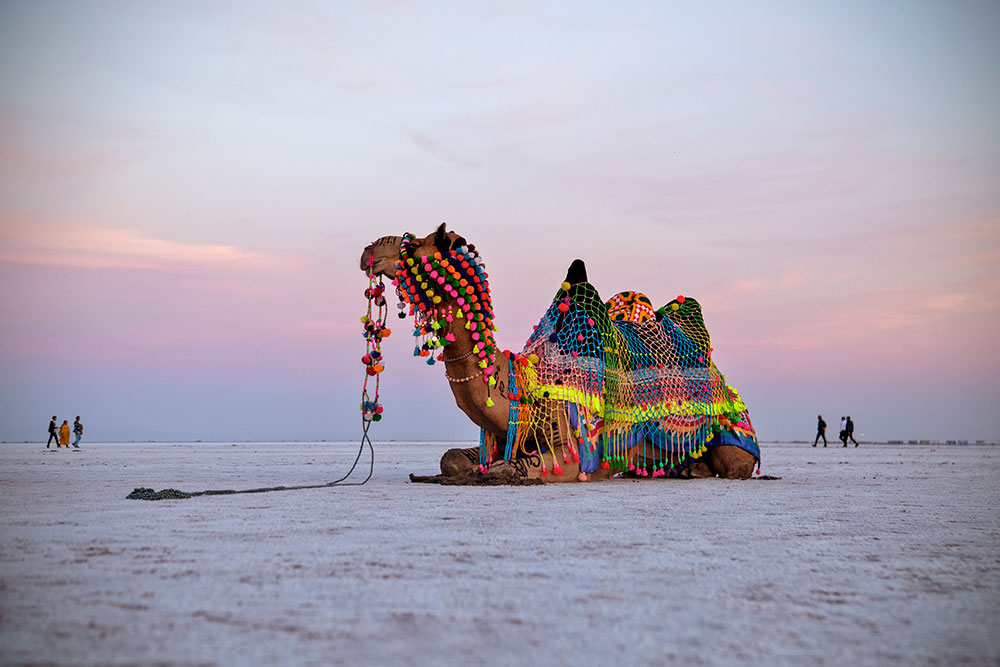 rann utsav kutch unique festivals of india