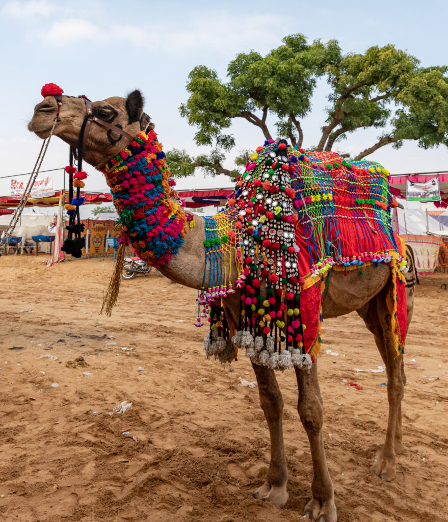 pushkar camel fair decorated camels