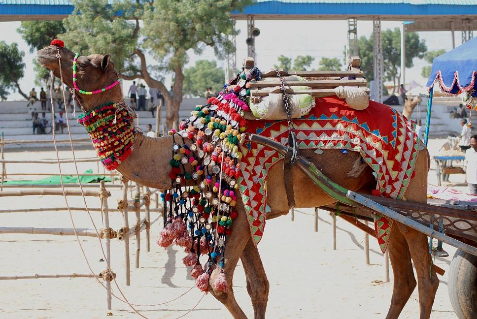 pushkar camel fair decorated camels colorful ornaments desert Rajasthan